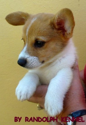 ROXANE RANDOLPH Avisos gratis en Mexico lindo en Aguascalientes |  WELSH CORGI PEMBROKE ( SOLO CONOCEDORES ), CRIA Y SELECCION DE LA RAZA,SERVICIO DE SEMENTAL.