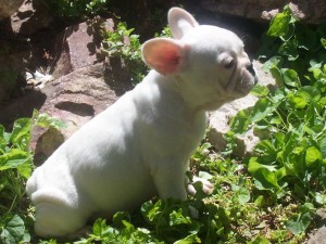 vantrecy Avisos gratis en Mexico lindo en Manuel Benavides |  Bulldog Franc&eacute;s Cachorro, perro