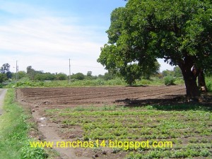 Ranchos Catorce Avisos gratis en Mexico lindo en Puebla |  Terrenos en Atlixco Puebla,lotes,600 m2,en venta,facilidades, terrenos en san diego acapulco
