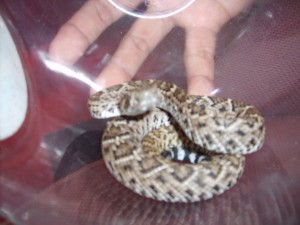  Avisos gratis en Mexico lindo en Monterrey |  VIBORA DE CASCABEL, VENDO VIBORA DE CASCABEL DE 30.CMS. 