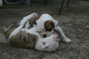 hehe Avisos gratis en Mexico lindo en La Cruz |  Cachorros Bulldog Inglés Para Adopción, edddd