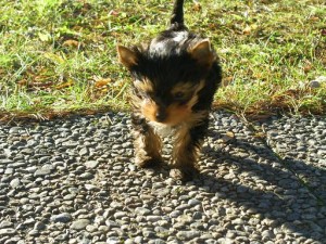 Angelica Fernandez Avisos gratis en Mexico lindo en Tetecala |  Yorkie Perros Gratis, Yorkie