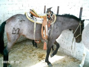  Avisos gratis en Mexico lindo en Ciudad de Mexico |  Vendo yegua Mansita Propia Para Nino O Dama: 8,500 Mex$ , YEGUA JOVENCITA, LISTA PARA SU PRIMERA CRUZA, MANSITA Y ACOSTUMBRADA A LOS NI&Ntilde;OS