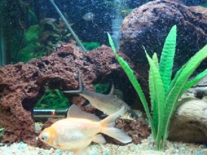  Avisos gratis en Mexico lindo en Xalapa de Enr&iacute;quez |  Vendo Hermosa Pecera De 140 Lts , Vendo Hermosa pecera de 140 lts. La cual est&aacute; muy bien equipada, la vendo con to