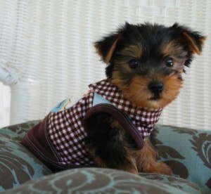 000000000000 Avisos gratis en Mexico lindo en Candelaria |  MACHOS YORKSHIRE TERRIER ENANO, 0000000