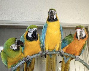 5552415241 Avisos gratis en Mexico lindo en San Francisco de Borja |    Inicio planteadas &aacute;frica Gray, cacat&uacute;as y dem&aacute;s papagayos loros beb&eacute;s., loros beb&eacute;s