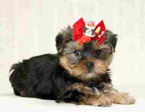 chesko Avisos gratis en Mexico lindo en Frontera Comalapa |  Lindo y buen mozo T-Copa Yorkie cachorros para Navidad, T-Copa Yorkie cachorros para Navidad