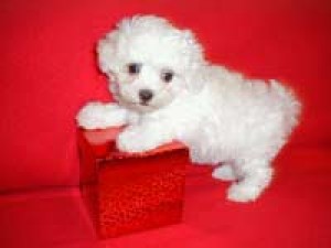  Avisos gratis en Mexico lindo en Colima |  adorables cachorros malt&eacute;s blanco deslumbrante para la venta, malt&eacute;s blanco deslumbrante para la venta
