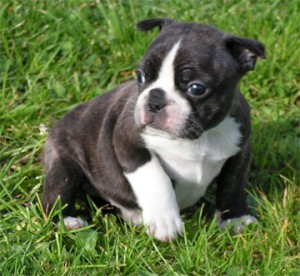 gilotos Avisos gratis en Mexico lindo en Isidro Fabela |  adorables cachorros bulldog franc&eacute;s para,  bulldog franc&eacute;s