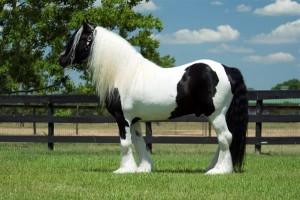 rebeca Avisos gratis en Mexico lindo en Tec&aacute;mac |  Vanner gitana caballo para la vent, Vanner gitana caballo para la vent