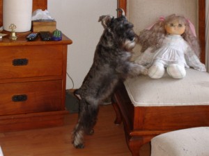  Avisos gratis en Mexico lindo en Huixquilucan |  Schnauzer Miniatura Perdido, Ayudame a encontrarla!