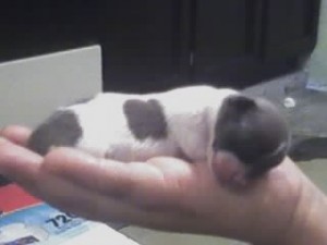 joel hernandez Avisos gratis en Mexico lindo en Monterrey |  Chihuahuas cabeza de venado, chihuahuas cachorritos