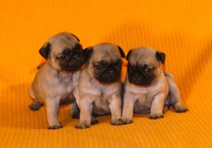  Avisos gratis en Mexico lindo en Aguascalientes |  PUG`S (PROSPECTOS PARA SHOW), CUENTAN CON PEDIGRE INTERNACIONAL,LINEAS DE CAMPEONES.ENVIOS A TODA LA REPUBLIC.