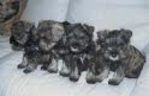 armand cantu Avisos gratis en Mexico lindo en Monterrey |  SCHNAUZER MINI SALPIMIENTA Y NEGROS CACHORROS EN VENTA, schnauzer hermosos admirelos mejores no hay