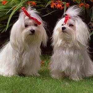  Avisos gratis en Mexico lindo en Tijuana |  Maltes., Perros de criadero.