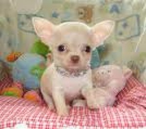 armando cantu Avisos gratis en Mexico lindo en Monterrey |  CHIHUAHUA CACHORRITOS MINITOY BOLSILLO TACITA EN VENTA, chihuahue&ntilde;os mini super chiquititos mejores no hay