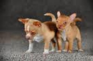 ARMANDO CANTU Avisos gratis en Mexico lindo en Monterrey |  CHIHUAHUA CACHORRITOS MINITOY BOLSILLO TACITA EN VENTA, CHIHUAHUE&Ntilde;ITOS CHIQUITITOS MINI MINI