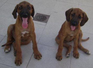 Jesus Rivera Avisos gratis en Mexico lindo en Monterrey |  Vendo Perritos Rhodesian Ridgeback, Cachorritos de 3 meses, macho y hembra a solo $2,700