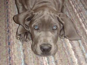  Avisos gratis en Mexico lindo en Monterrey |  Gran Dan&eacute;s cachorros leg&iacute;timos los mejores, Hello Puppy ofrece los mejores cachorros Gran Dan&eacute;s y otras razas