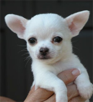  Avisos gratis en Mexico lindo en Guadalajara |  HELLO PUPPY TIENE LOS MEJORES CACHORROS DEL PA&iacute;S !!!!, Cachorritos leg&iacute;timos la raza que est&aacute; buscando